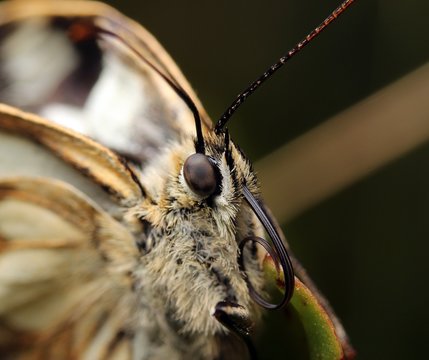 Schmetterling