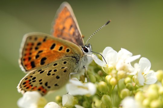 Schmetterling/Perlmutterfalter