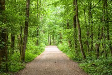 Naklejka premium Wald Bäume Frühling Waldweg 