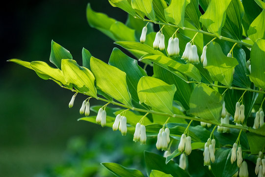 Polygonatum