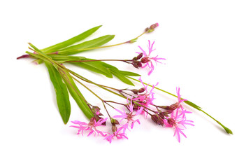 Fototapeta premium Lychnis flos-cuculi, commonly called Ragged-Robin