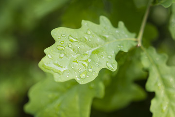 dew on the leaves of oak