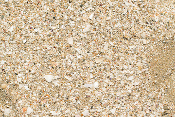 a piece of sandy beach with small shells