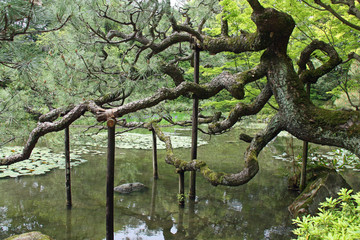 Pin centenaire d'un jardin japonais &agrave; Kyoto, Japon