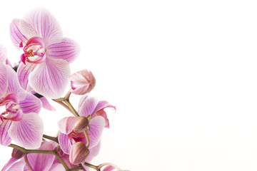 Piękny różowo-fioletowy storczyk na białym tle - obrazy, fototapety, plakaty