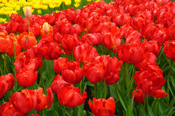 blooming red parrot tulips field on Keukenhof park, Netherlands