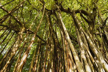 Fototapeta premium large old trees overgrown with lianas