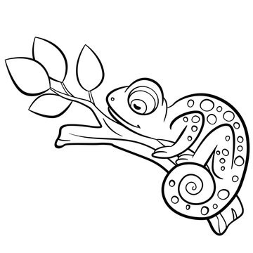 Coloring pages. Wild animals. Little cute chameleon sleeps.