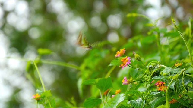 colorful butterfly flying working on flower to pollinate slow motion close up