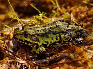 Wasserfrosch