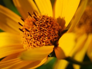 Blume/Gämswurz