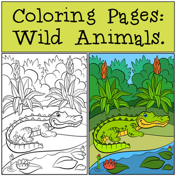 Coloring Pages: Wild Animals. Little cute alligator.