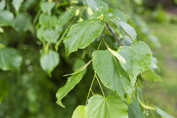 Fototapeta na wymiar linden flower buds on a tree with leaves