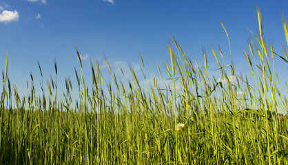 Fototapeta premium White Narcissus focused on blossom part and disfocused on everything else