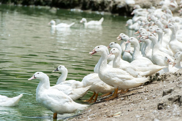 Sun ducks
