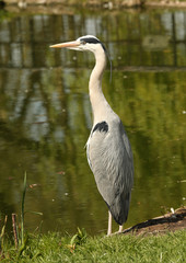 Portrait of a wild Grey Heron