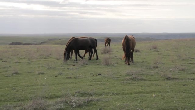 A herd of horses grazing on spring pasture
