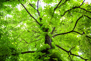 Green tree with branches and leaves