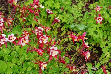 Red and white Origami columbine flower (aquilegia)