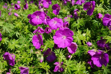 Purple wild geranium flowers © eqroy