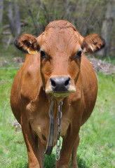 Naklejka na ściany i meble vache tarine de face dans prairie savoyarde 