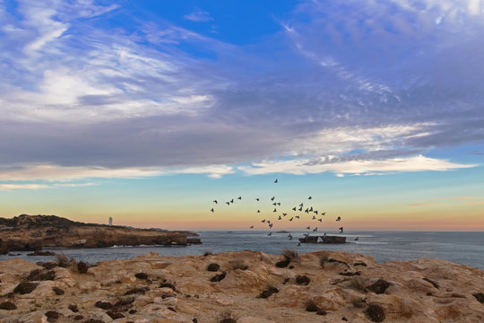 Landscape sunset view of Rock dove birds flying above rugged limestone coastline in the evening at Cape Dombey in Robe, South Australia. 