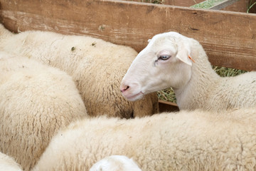 Obraz premium Sheep close up