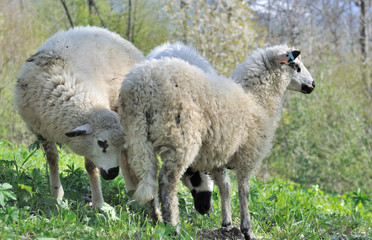 Obraz na płótnie Canvas moutons dans prairie alpine