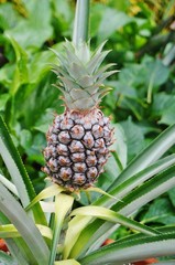 Baby pineapple growing on a tropical plant 