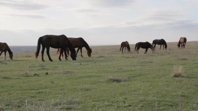 A herd of horses grazing on spring pasture
