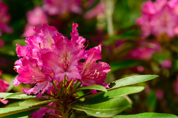 Blooming Rhododendron (Azalea), macro, selective focus