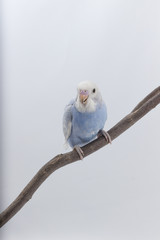 Little Cute Budgerigar, Budgie, Bird