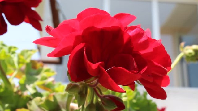 red geranium