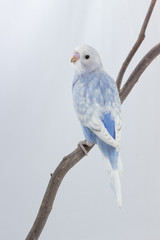 Little Cute Budgerigar, Budgie, Bird