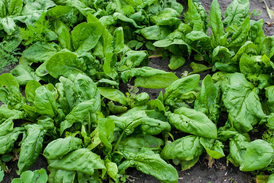 Green juicy useful spinach leaves in the garden
