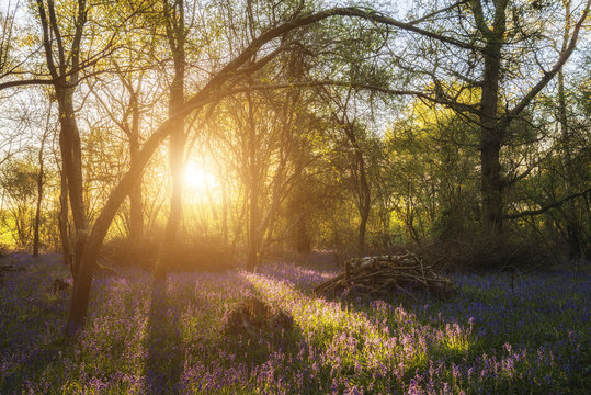 Stunning landscape image of bluebell forest in Spring