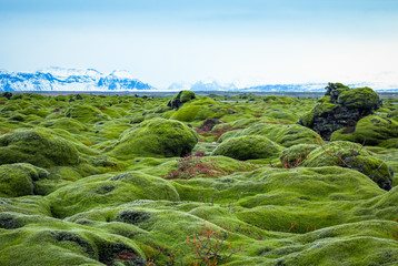 Iceland lava field covered with green moss - 112028345