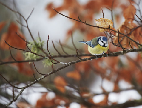 Tit on branch