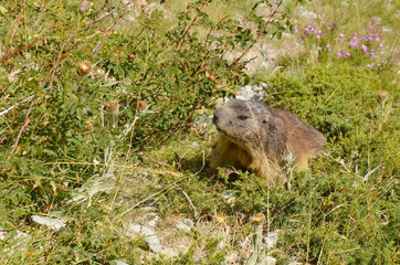 Marmotte dans l'herbe (PN Ecrins / Hautes-Alpes)