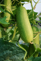 Cucumber growth in field plant