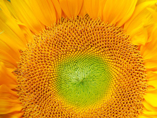 close up on the sunflower