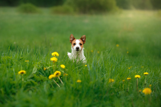 Dog Jack Russell Terrier walking