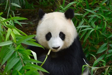 Door stickers Panda Hungry giant panda bear eating bamboo