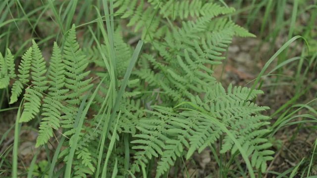 Green fern bush in a clearing in the woods