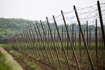 Garden hop landscape in spring. Agriculture landscape. Garden hops care constructions in rows. Farm field with garden hop.