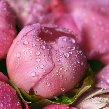 delicate fresh pink peony bud with drops after rain close up
