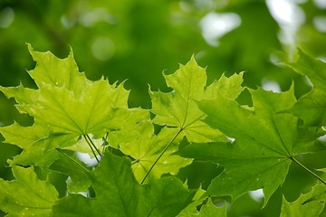 Green Leaves Background