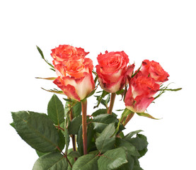 Fresh red roses over the white isolated background