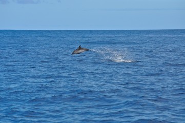 Fototapeta premium Delfin springt aus dem Atlantik. Blauer Hintergrund mit weitem Horizont am Meer