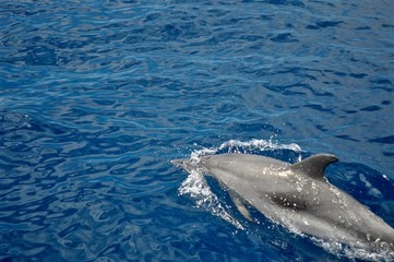 schwimmender Delfin holt Luft an der Wasseroberfläche, in tiefblauem Wasser - atlantischer Ozean...